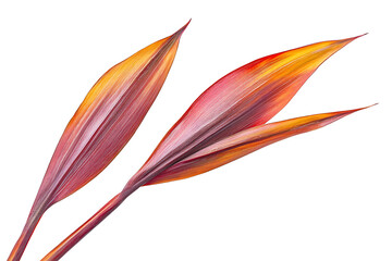 Poster - New zealand flax leave isolated on a white background