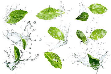 Aufkleber - Set of fresh green mint leaves splashing with water isolated a white background