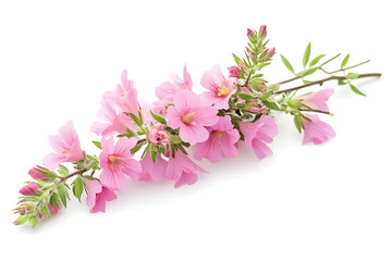 Poster - Pink flowers isolated a transparent background