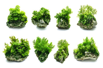 Poster - Set of green aquatic moss coral reefs isolated on a white background