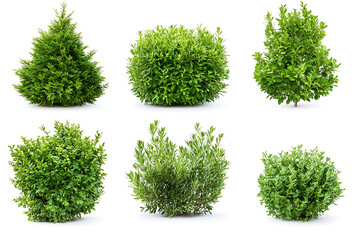 Poster - Set of green garden bushes isolated on a white background