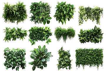 Poster - Set of green garden walls from tropical plants isolated a white background