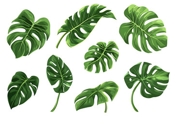 Aufkleber - Set of green monstera leaves isolated a white background
