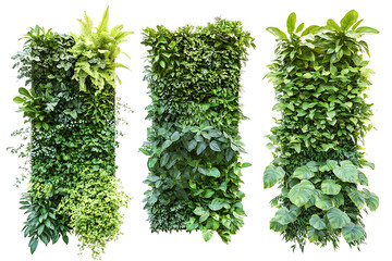 Poster - Set of green garden walls from tropical plants isolated a white background