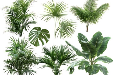 Poster - Set of green palm trees isolated on a white background