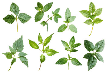Poster - Set of mint leaves isolated a white background