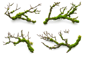 Poster - Set of moss-covered tree branches isolated a white background