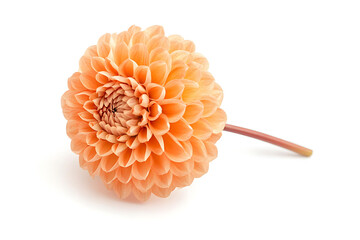 Poster - Orange dahlia flower isolated a white background