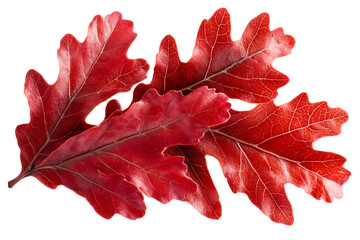 Poster - Red autumn oak leaf isolated a white background