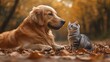 © banyu bening - Golden Retriever, kitten, autumn leaves, forest, friendship, pet portrait (1)