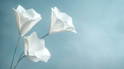 Poster - Three delicate white paper flowers on a soft blue background.