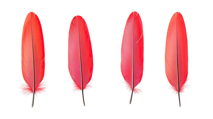 Poster - Vibrant Red Feathers on Clear Background Generative AI