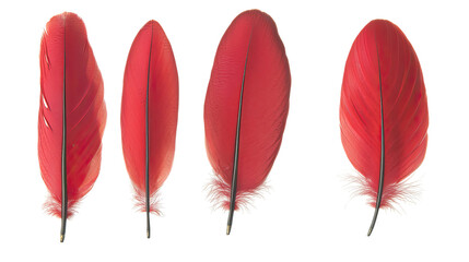 Poster - Red Feathers on Transparent Background Generative AI