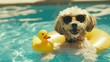 © stockagency - A cheerful dog wearing sunglasses floats in a pool with a rubber duck.