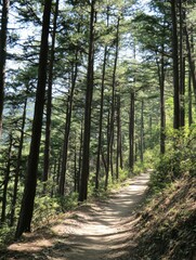 Aufkleber - Forest trail winding through tall trees in a serene natural setting during daylight hours. Generative AI