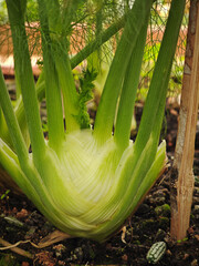 Wall Mural - fresh fennel in the garden