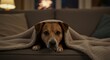 © IbragimovN - Cozy dog relaxing under blanket on sofa in warm living room