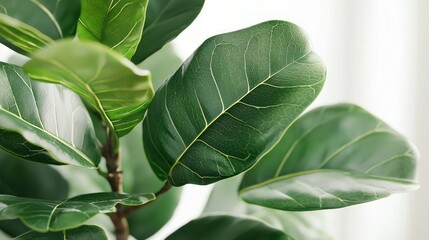 Wall Mural - Fiddle leaf fig leaves by bright window, indoor home decor