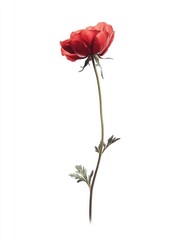 Poster - Single Red Flower on White Background