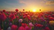 © arsyi_06 - Tulip field sunset