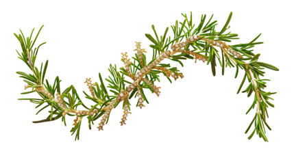 Wall Mural - Fresh rosemary twig, isolated on white background