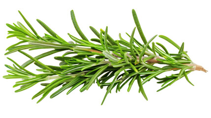 Wall Mural - Fresh rosemary twig, isolated on white background