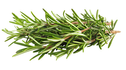 Wall Mural - Fresh rosemary twig, isolated on white background