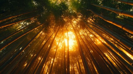 Poster - Golden Sunlight Illuminates Dense Bamboo Forest