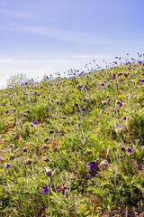 Wall Mural - Meadow slope with flowering Pasque flowers in spring