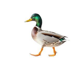 isolated mallard duck walking side view