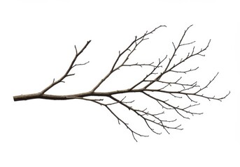 A long dry tree branch with multiple thin offshoots isolated on white background