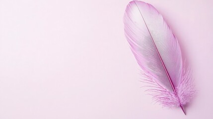 Wall Mural - Single Pink Feather on Pink Background