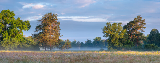 Wall Mural - panorama of rural landscape with wildflower meadow, trees and morning fog in summer