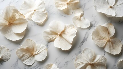 Poster - Artistic flat lay of dry white flowers scattered on a pristine white marble surface highlighting the contrast between the textured marble and the soft petals with ample empty space for creative use