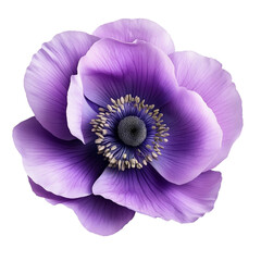 Wall Mural - Purple Anemone Flower Close Up Botanical Beauty Nature Photography Floral Design,