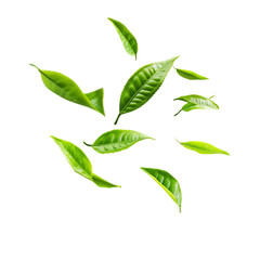 Wall Mural - Green Tea Leaves Abstract Art Vibrant Lines Nature Design,