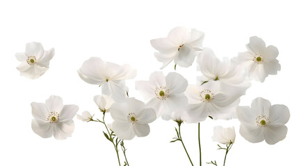 Wall Mural - white flowers isolated on transparent background cutout