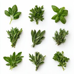 Fresh assortment of culinary herbs arranged on a clean white background ready for cooking and seasoning