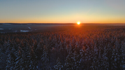 Snow-covered Christmas trees in the forest in the winter forest at sunset