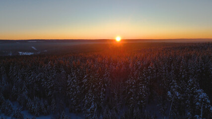 Snow-covered Christmas trees in the forest in the winter forest at sunset
