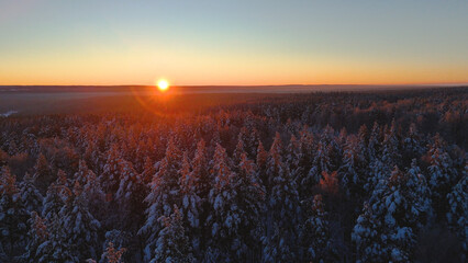 Wall Mural - Snow-covered Christmas trees in the forest in the winter forest at sunset