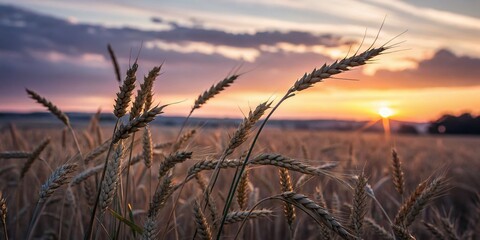 Wall Mural - Golden Wheat Field Bokeh, Sunlit Summer Harvest, Rural Landscape Photography