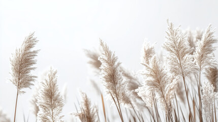  River Reeds. Pampas Grass on white background