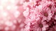 © O - Vibrant pink daisies in bloom with soft bokeh background. March 8, International Women's Day. Mother's Day