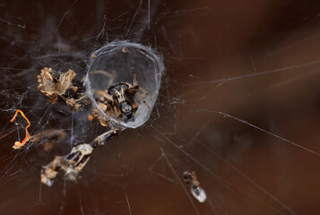 Wall Mural - spider in its web lurking