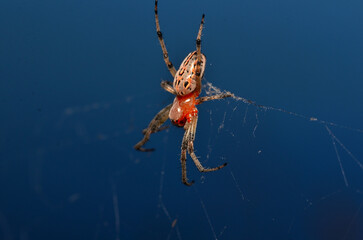Wall Mural - spider in its web lurking