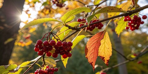 Wall Mural - Macro Photography: Juicy Berries on Branch, Vibrant Autumn Colors, Nature Background