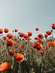 Poster - Vibrant red poppies sway gently under a clear blue sky in a serene field during midday. Generative AI