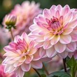 pink dahlia flower closeup