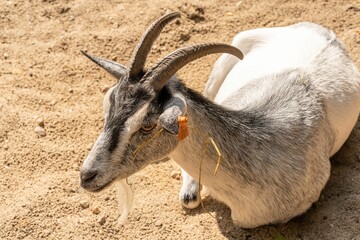 Closeup of a goat with a yellow ear tag, sitting on dry ground in the new zoo on a warm summer day.